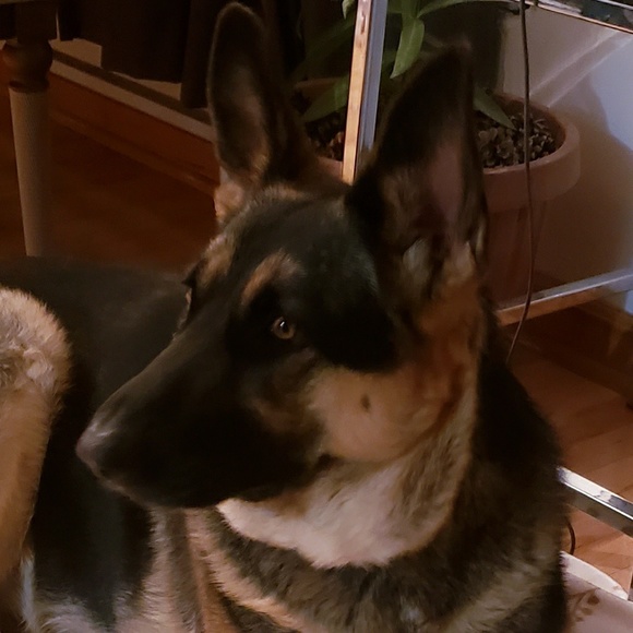 Meet your Posher, Sant - Picture 1 of 1